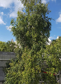 Liverpool Cathedral: Bee hive removal from a tree