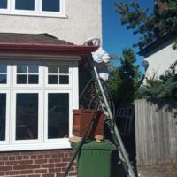 Liverpool Cathedral: Bee hive removal from a tree