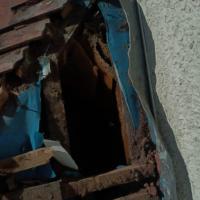 Liverpool Cathedral: Bee hive removal from a tree